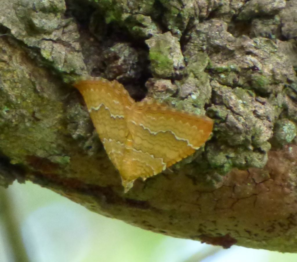 Camptogramma bilineata (Geometridae)